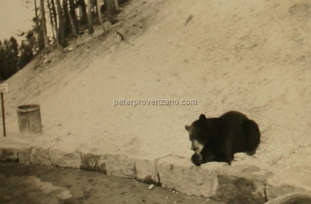 Peter Provenzano Photo Album Image_copy_160.jpg - A bear having a snack,  Yellowstone National Park, 1942.
Peter and Fay Provenzano vacationed at Yellowstone National Park while driving across the United States from Chicago, Illinois to Scramento, California.
